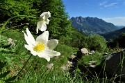 32 Pulsatilla alpina (Pulsatilla alpina) in Val Vedra